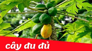 Dạy bé học nhận biết cây đu đủ tiếng việt | Dạy trẻ thông minh sớm