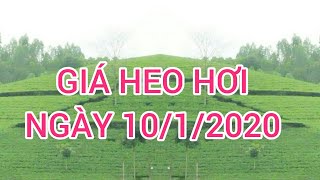 giá heo hơi ngày 10 tháng 1 năm 2020 và bảng dự báo giá heo hơi ngày mai