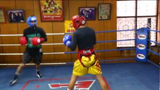 boxer 294-2013