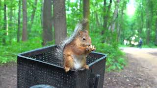 Про незнакомую белку и знакомую синицу / About an unfamiliar squirrel and a familiar titmouse