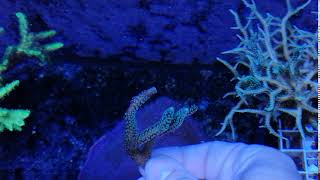 Seriatopora caliendrum green coral gandalf