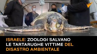 Israele: zoologi salvano le tartarughe vittime del disastro ambientale