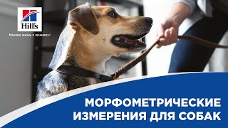 Морфометрические измерения для собак