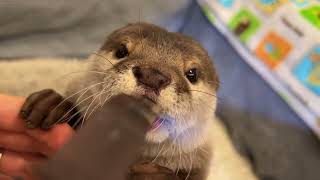 赤ちゃんのように水を飲む「バブ飲み」が可愛さの最終段階に突入したカワウソAdorable otter drinking water like a baby.