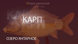 Русская рыбалка 4! РР4! RF4! Озеро Янтарное - Карп!