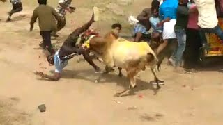 புத்தடிப்பட்டி செல்வம் அம்பலம் செவலை என்னா ஏறு ஏறுது || Siravayal 2019