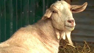 Kaziah the Goat Woman - Trailer