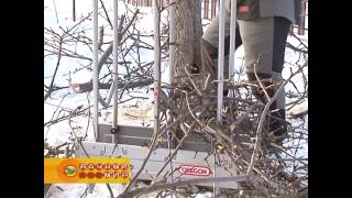 Уборка после обрезки сучьев
