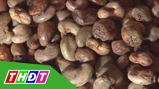 Xuất khẩu điều năm 2020 sẽ giảm lượng, tăng chất | THDT