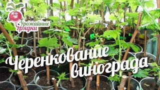 Черенкование винограда #urozhainye_gryadki