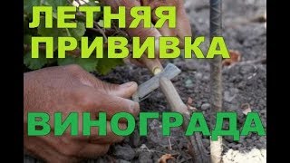 ЛЕТНЯЯ ПРИВИВКА ВИНОГРАДА ПОЧКОЙ В БЕЛАРУСИ /// (SUMMER GRAFTING OF GRAPE MAIL )