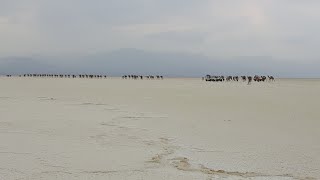 Danakil - A montanha fumegante e a planície salgada / The smoking mountain and the salty plain