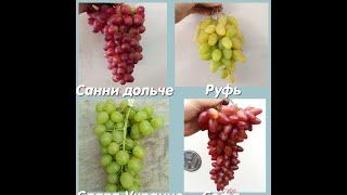 Санни дольче, Руфь, Слава Украине, Софа   Постфактум 2019