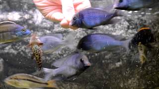 Ручные цихлиды! Кормим с рук! Cichlids feeding from my hands!