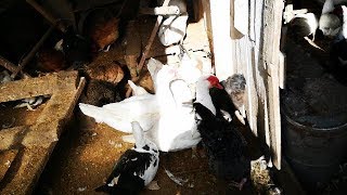 Убрал всех петухов в курятнике Gnomvolga