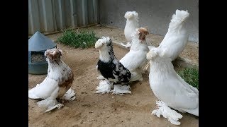 БАРАБАНЩИКИ - Изумительная Красота / Bokhara Trumpeter Pigeon (А. МАГОМЕДОВ , г. Нефтекумск )