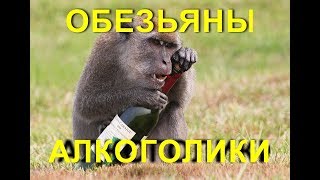 Обезьяны алкоголики  Monkey Alcoholics
