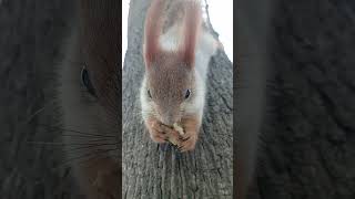 Белка ест орешек / Squirrel eats a nut