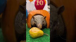 Juanita the armadillo's 10th Birthday