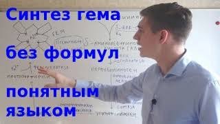 Синтез гема и порфирии