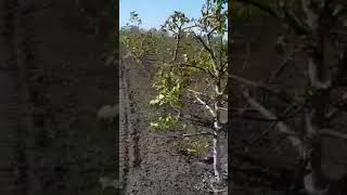 Цветение грецкого ореха в саду.