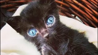 Чёрный Котёнок - Если выживешь, оставлю тебя навсегда в своем доме!