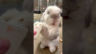 Cute Bunny - Cincinnati Zoo #shorts