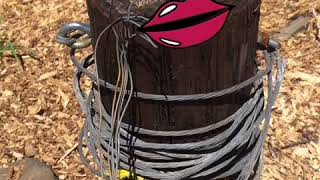 Tree trunk bondage ???