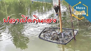 วิธีทำ ที่ให้อาหารปลาอัตโนมัติ จะสะบายเกินไปแล้ว