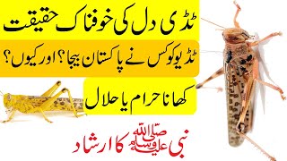 Tiddi Dal in Karachi | Karachi mein tiddi dal ka hamla