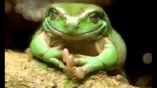 Funny frog pics