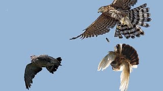 Как Сокол забирает Голубеи В Казахстане /Falcon picks up pigeons in Kazakhstan (Мурат ,г.Чилик)