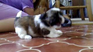 5 week old shih tzu puppies playing and going crazy SONG BY Brother luke:- ALONE