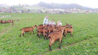 Leysin/VD: La chèvrerie de la famille Perreten