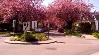 Vancouver, bicycling through cherry blossoms