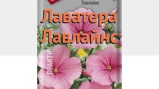 Лаватера обыкновенный Лавлайнс (lavlayns) ? Лавлайнс обзор: как сажать, семена лаватеру Лавлайнс