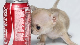 Toudi the world's smallest chihuahua