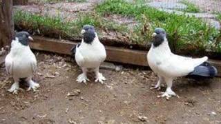 kelebek pigeons