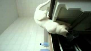 gato rouba comida