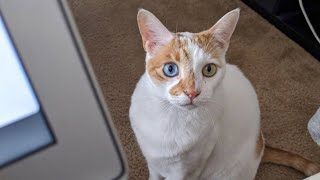 Scared cat 'melts' in human mom's arms (Cat with two different colored eyes)