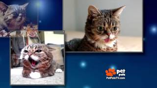 Say Hello to "Lil Bub"