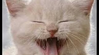 vERY fUNNY cATS