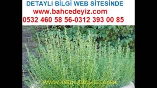 Kekik tohumu,kekik tohumu, kekik tohumu , kekik çeşitleri,kekik fide, kekik fidesi , KEKİK TOHUMU