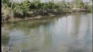 Murky Mekong Fish