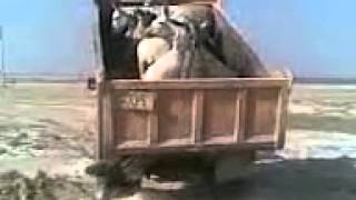 Выгрузка ишаков из самосвала.