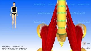 L'ilio-psoas ou psoas-iliaque