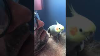 Cockatiel, my boy Sammy with hairy man,