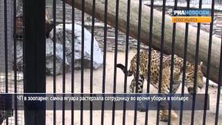 ЧП в зоопарке: самка ягуара растерзала женщину