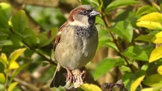 House Sparrow on Display