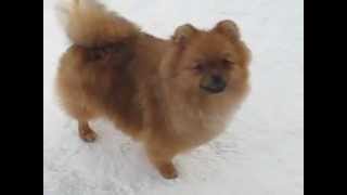 Bradly Way Amore Mio (Любушка) в 6 мес. ПРОДАЁТСЯ!